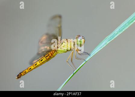 Roter Grasshawk - Neurothemis fluktuiert, wunderschöne rote Libelle aus asiatischen Süßwasser und Sümpfen, Malaysia. Stockfoto