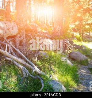 Sonnenaufgang im Wald am Berghang mit alten Bäumen, Wurzeln, grünem Gras und Steinen. Stockfoto