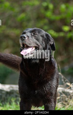 Der alte schwarze Hund kam gerade an einem sonnigen Tag aus dem Fluss Stockfoto