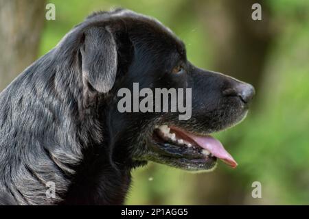 Nahaufnahme des glücklichen, alten labrador-Hundes Stockfoto