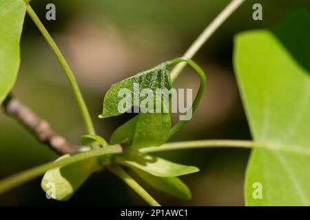 Tulpenbaum, Liriodendron, Liriodendron tulipifera, junge Blätter auf einem Ast, Frühling Stockfoto