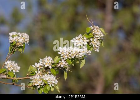 Pyrus communis oder weiße Birnenbäume mit Blättern im Bokeh-Hintergrund, selektiver Fokus, flacher Freiheitsgrad Stockfoto