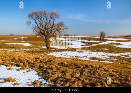 Einsamer Ahorn auf dem Feld, Polen Stockfoto