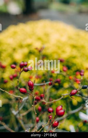 Nasse Hagebutten nach dem Regen. Nahaufnahme von Regentropfen auf wilden Beeren. Stockfoto