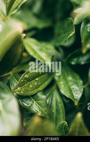 Nahaufnahme von grünen Blättern mit Tautropfen Stockfoto