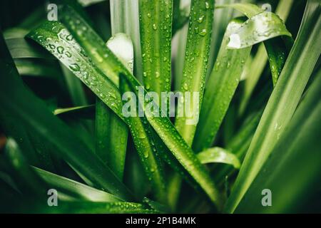 Nahaufnahme von grünen Blättern mit Tautropfen Stockfoto