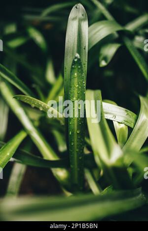 Nahaufnahme von grünen Blättern mit Tautropfen Stockfoto