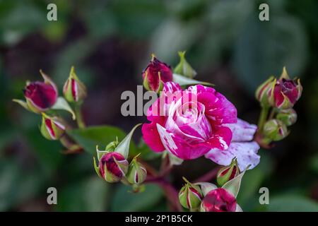 Rosa-Gallica oder Rosa-gelbe Blume im Gartendesign Stockfoto