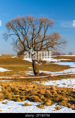 Einsamer Ahorn auf dem Feld, Polen Stockfoto