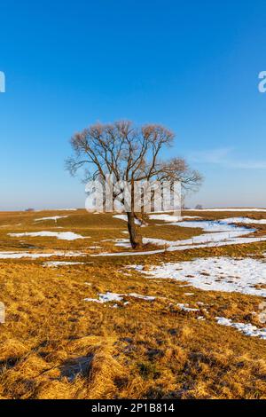 Einsamer Ahorn auf dem Feld, Polen Stockfoto