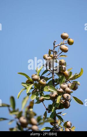Pyrus spinosa Pyrus amygdaliformis der Obstbaum mit Mandelblatt