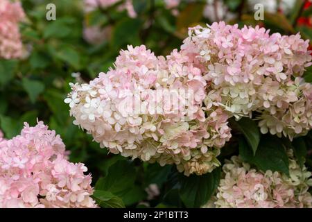 Hortensia paniculata, die panikulierte Hortensien, ist eine blühende Pflanze aus der Familie der Hortensiaceae Stockfoto