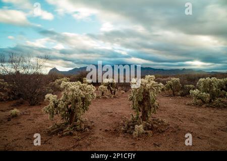 Teddybär Cholla Cacti unter einem bewölkten Morgenhimmel in der Sonora-Wüste bei Amado, Arizona. Mt. Wrightson und die Santa Rita Mountains werden gesehen. Stockfoto