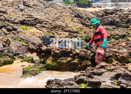 Salvador, Bahia, Brasilien - 27. Oktober 2019: Freiwillige werden gesehen, wie sie den Strand von Rio Vermelho nach einer Ölpest von einem Schiff vor der brasilianischen Küste säubern. Stockfoto