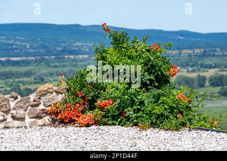 Blühende Trompete Vine (Campsis radidicans) im Steingarten im Sommer Stockfoto