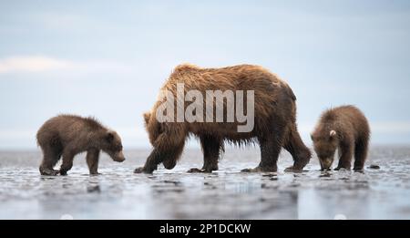 Diese beiden Bärenjungen sehen Mom beim Muscheljagen am Strand in Alaska zu. Sie sind hungrig und warten darauf, dass sie sie füttert. Stockfoto