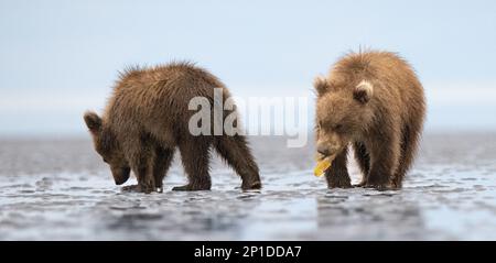 Diese beiden Bärenjungen spielen am Strand mit Seegras und machen eine Pause davon, ihrer Mutter zu folgen, die Muscheln macht. Spielen macht viel mehr Spaß. Stockfoto