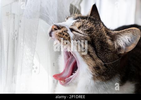 Ein dreifarbiges Kätzchen gähnt und öffnet seinen Mund. Gähnende Katzen-Nahaufnahme mit unscharfem Hintergrund. Eine Hauskatze, die Zähne zeigt. Stockfoto