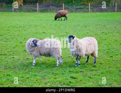 Eine Schafherde am Hang, Pendle, Lancashire, Vereinigtes Königreich, Europa Stockfoto