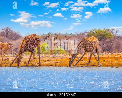 Zwei Giraffen Trinkwasser aus dem Wasserloch. Mit gebogenem langen Hals und ausgestreckten Beinen. Trockene Savanne des Etosha National Park, Namibia Stockfoto