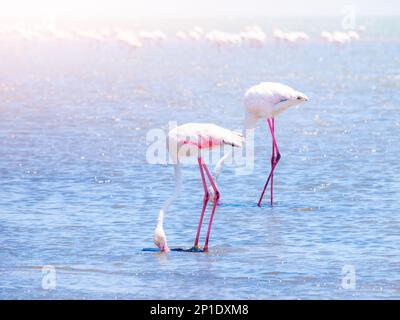 Flamingos essen aus flachem Wasser in der Nähe von Walvis Bay, Namibia, Afrika Stockfoto