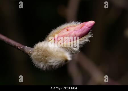 Magnoliaceae Nahaufnahme einer rosa Magnolie, die sich Anfang märz von einem haarigen Knospen öffnet Stockfoto