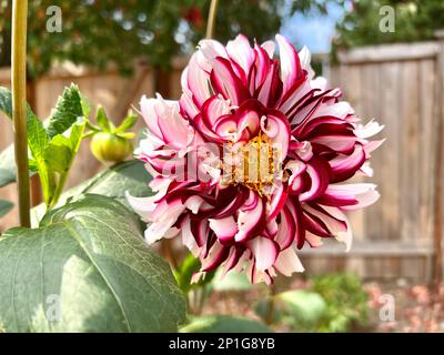 Dahlienblume aus dem Hinterhof Stockfoto