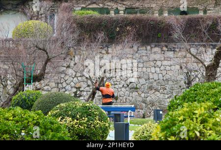 Ein Baumchirurg, der Tamarisken bearbeitet tamarix chinensis Santander Cantabria Spanien Stockfoto