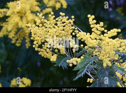 Silberner Klaba-Akazienbaum mit ramosen Blüten, die sich Anfang März aus leuchtend gelben Blumenköpfen in Santander Cantabria, Spanien, gebildet haben Stockfoto