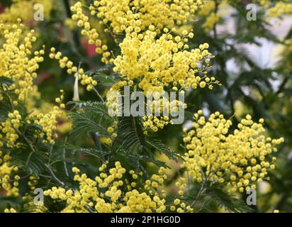 Silberner Klaba-Akazienbaum mit ramosen Blüten, die sich Anfang März aus leuchtend gelben Blumenköpfen in Santander Cantabria, Spanien, gebildet haben Stockfoto