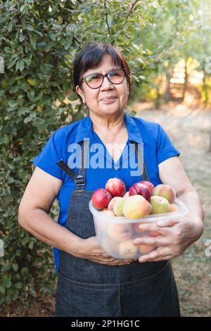 Ältere Bauernfrau, die Pfirsiche vom Baum im Garten erntet. Konzept für Kleinlandwirte. Stockfoto