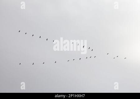 Der Kranich (Grus Grus), auch als der Eurasischen Kran genannt, ist ein Vogel aus der Familie der Kraniche, die Kräne. Stockfoto