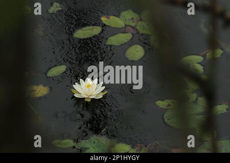 Eine Weißwasserlilien-Blume ist von grünen Lilienpolstern und Regentropfen auf der Oberfläche eines Teiches umgeben, von einem hohen Winkel aus gesehen. Stockfoto