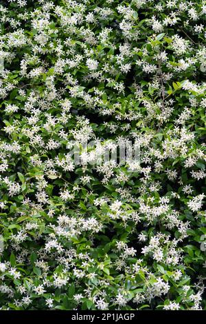 Duftjasminbüsche während der Blüte im Frühling. Stockfoto