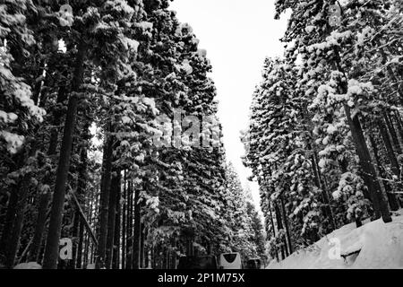 Yamanouchi, Präfektur Nagano, Japan. 15. Februar 2023. Schneesturmwetter haben auf dem Bergpass zum Ryuoo Ski Park auf Shiga Kogen in der Nähe des Mount Yakebitai eine Winterwunderlandschaft ausgelöst. Die Präfektur Nagano war Austragungsort der Olympischen Winterspiele 1998 und führte Snowboarden in die Welt als olympische Sportart ein. Die Gegend ist sowohl bei japanischen Skifahrern als auch bei internationalen Snowboardern wegen der Qualität des Pulverschnee und der unberührten Skibedingungen im Hinterland beliebt. (Kreditbild: © Taidgh Barron/ZUMA Press Wire) NUR REDAKTIONELLE VERWENDUNG! Nicht für den kommerziellen GEBRAUCH! Stockfoto