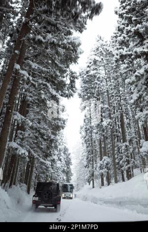 Yamanouchi, Präfektur Nagano, Japan. 15. Februar 2023. Schneesturmwetter haben auf dem Bergpass zum Ryuoo Ski Park auf Shiga Kogen in der Nähe des Mount Yakebitai eine Winterwunderlandschaft ausgelöst. Die Präfektur Nagano war Austragungsort der Olympischen Winterspiele 1998 und führte Snowboarden in die Welt als olympische Sportart ein. Die Gegend ist sowohl bei japanischen Skifahrern als auch bei internationalen Snowboardern wegen der Qualität des Pulverschnee und der unberührten Skibedingungen im Hinterland beliebt. (Kreditbild: © Taidgh Barron/ZUMA Press Wire) NUR REDAKTIONELLE VERWENDUNG! Nicht für den kommerziellen GEBRAUCH! Stockfoto