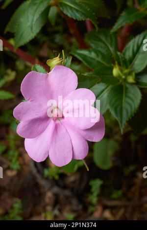 Hellrosa neue Meerschweinimpatiens oder Impatiens hawkeri Blume im Garten, Nahaufnahme direkt von oben in selektivem Fokus mit Kopierbereich Stockfoto