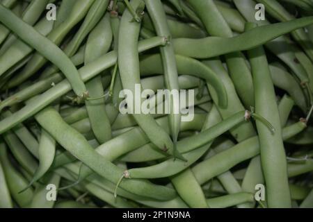 Frisch geerntete grüne Bohnen, die in einem Garten im ländlichen Missouri, MO, USA, USA, Bereit zum Aufreißen und für die Konservierung. Stockfoto