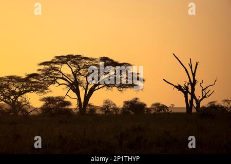 Regenschirm-Dorn-Akazien (Regenschirm Acacia tortilis) im Morgenlicht, Hintergrundbeleuchtung, Serengeti-Nationalpark, Tansania Stockfoto