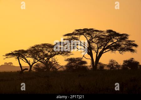 Regenschirm-Dorn-Akazien (Regenschirm Acacia tortilis) im Morgenlicht, Hintergrundbeleuchtung, Serengeti-Nationalpark, Tansania Stockfoto