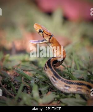 Coelognathus radiatus, gemeinhin bekannt als Strahlratte, Kupferkopfrattenschlange oder Kupferkopf-Schmuckschlange, ist eine nicht giftige Colu-Art Stockfoto