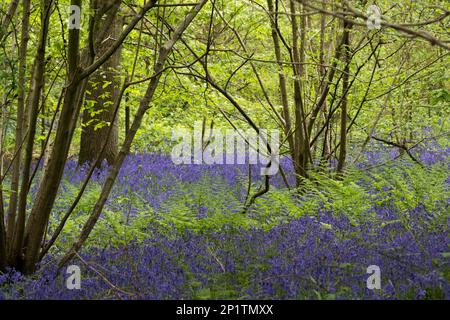 Glockenblumen in Staffhurst Woods in der Nähe von Oxted Surrey Stockfoto