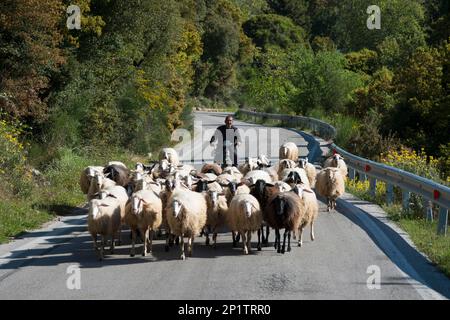 Schafherde, Achaia, Peloponnes, Griechenland, Schafe Stockfoto