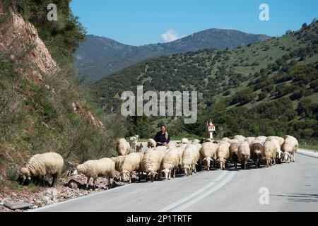 Schafherde, Achaia, Peloponnes, Griechenland, Schafe Stockfoto