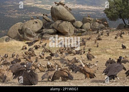 Die Bestände Eurasischer Schwarzer Geier (Aegypius monachus) und Eurasischer Griffon Geier (Gyps fulvus) in der Fütterungsstation, Castilla y Leon, Spanien Stockfoto