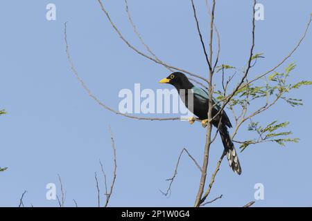 Yucatan Jay (Cyanocorax yucatanicus) unreif, hoch oben auf dem Zweig, Yucatan-Halbinsel, Mexiko Stockfoto