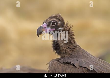 Eurasische Schwarzkultur (Aegypius monachus), UnterErwachsener, Nahaufnahme von Kopf und Hals, Castilla y Leon, Spanien Stockfoto