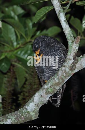 Schwarze Schleiereule (Ciccaba huhula albomarginata), Erwachsener, Kopfkratzer, nachts auf einem Ast sitzend, Atlantischer Regenwald, Reserva Ecologica de Stockfoto