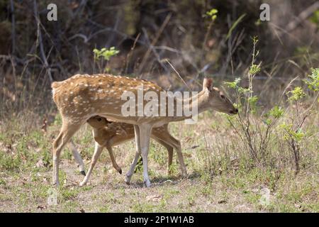 Geflecktes Hirsch (Achsenachse), weiblich, jung, Saugtier, Tadoba N.P., Maharashtra, Indien Stockfoto