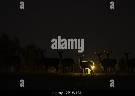 Schwarzhirsch (Dama dama) macht und kräht, Herde von Straßenlaternen in der Stadt bei Nacht, London, England, Vereinigtes Königreich Stockfoto